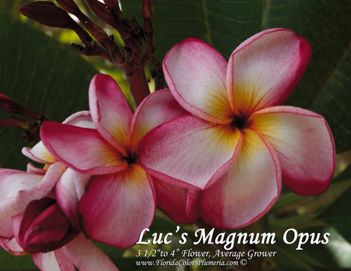 Luc's Magnum Opus Plumeria Luc's Magnum Opus Plumeria