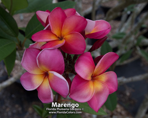 Marengo Plumeria Marengo Plumeria