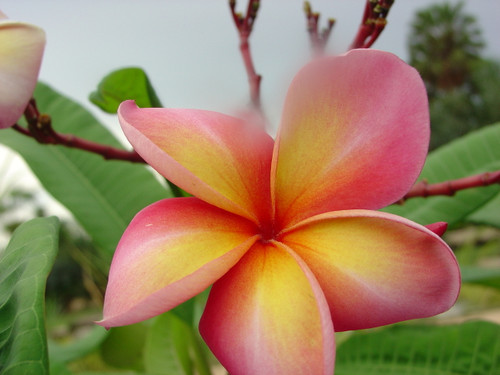 Polynesian Sunset Plumeria Polynesian Sunset Plumeria