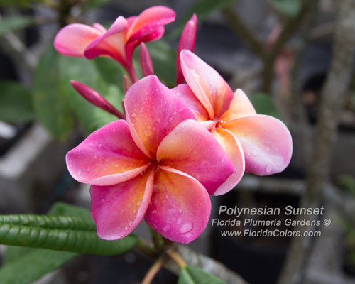 Polynesian Sunset Plumeria Polynesian Sunset Plumeria