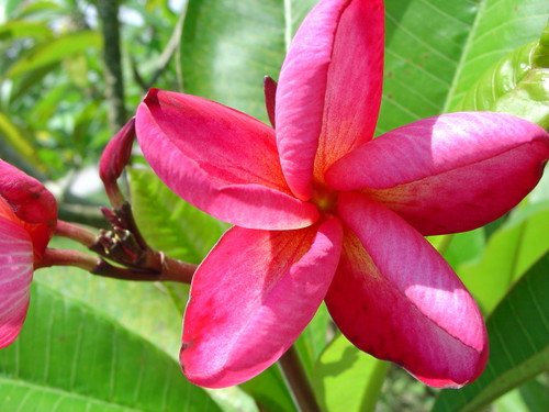 Red Moragne aka Moragne 93 Plumeria Red Moragne aka Moragne 93 Plumeria