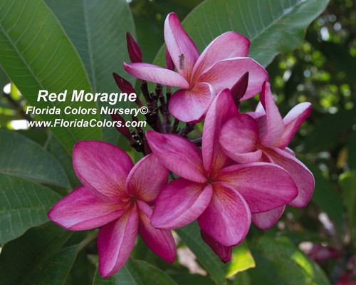 Red Moragne aka Moragne 93 Plumeria Red Moragne aka Moragne 93 Plumeria