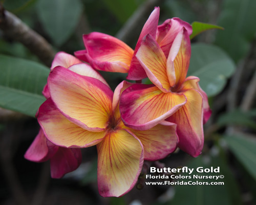 Butterfly Gold Plumeria Butterfly Gold Plumeria