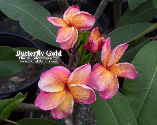 Butterfly Gold Plumeria Butterfly Gold Plumeria