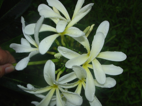 Hanging Windmill Plumeria Hanging Windmill Plumeria