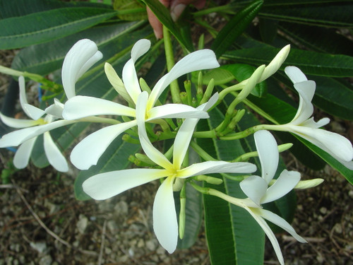 Hanging Windmill Plumeria Hanging Windmill Plumeria