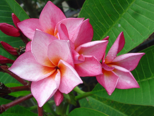 La Belle Plumeria La Belle Plumeria