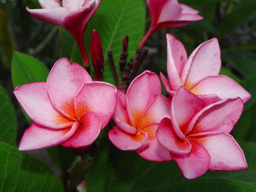 La Belle Plumeria La Belle Plumeria