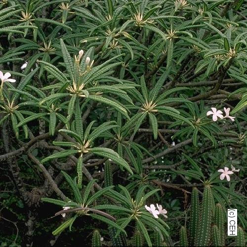 P. alba Plumeria P. alba Plumeria