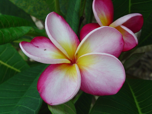 Sophie Plumeria Sophie Plumeria