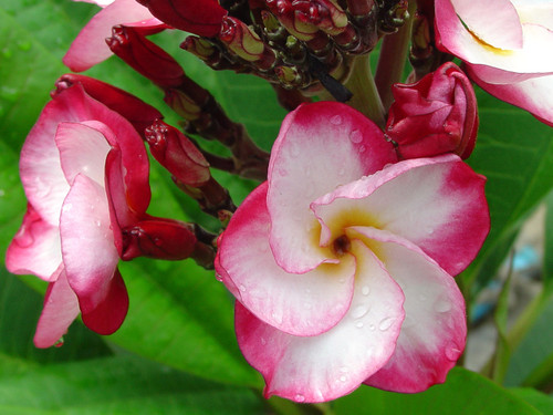 Kasem's Delight aka 4222 Plumeria Kasem's Delight aka 4222 Plumeria