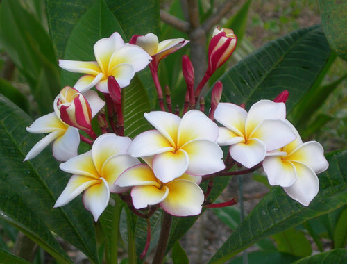 Ventiquattro Plumeria Ventiquattro Plumeria