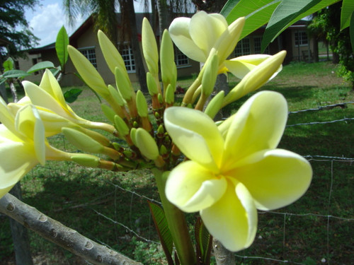 Bowen Yellow Plumeria Bowen Yellow Plumeria