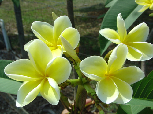 Bowen Yellow Plumeria Bowen Yellow Plumeria