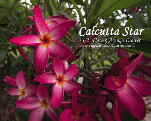 Calcutta Star Plumeria Calcutta Star Plumeria