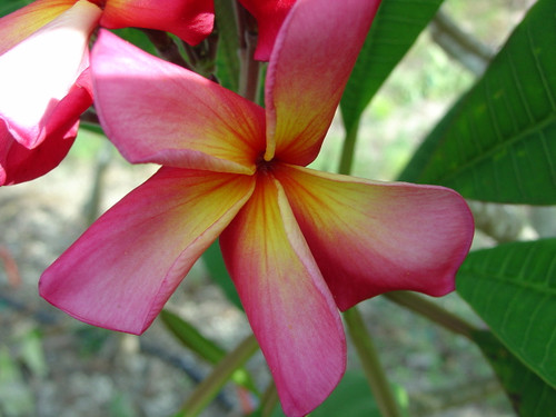 Dorothy Lucille Plumeria Dorothy Lucille Plumeria