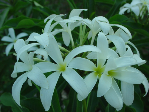 Engel Plumeria Engel Plumeria
