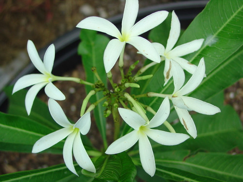 Engel Plumeria Engel Plumeria