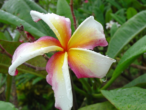 Hawaiian Flag Plumeria Hawaiian Flag Plumeria