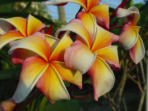 Hawaiian Flag Plumeria Hawaiian Flag Plumeria