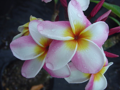 Jack 2 Plumeria aka Lady Fruit Jack 2 Plumeria aka Lady Fruit