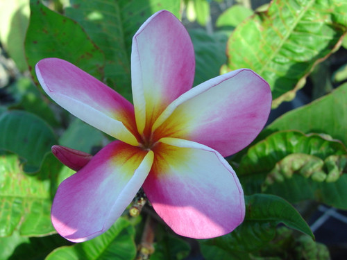 Jack 2 Plumeria aka Lady Fruit Jack 2 Plumeria aka Lady Fruit