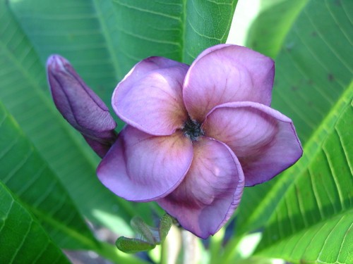 Purple Jack Plumeria Purple Jack Plumeria