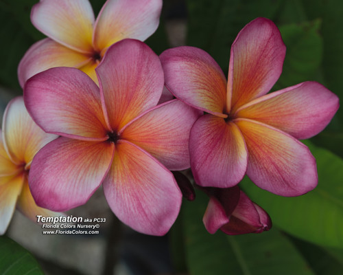 PC 33 aka JJ Temptation Plumeria PC 33 aka JJ Temptation Plumeria