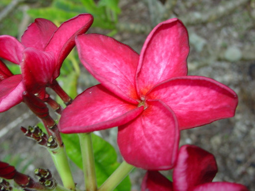 Pompano Pink Plumeria Pompano Pink Plumeria