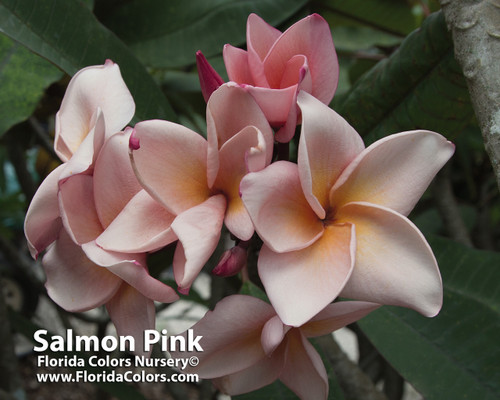 Salmon Pink aka 4439 Plumeria Salmon Pink aka 4439 Plumeria
