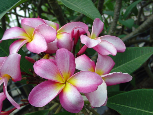 Chompoo Jack aka Delicato Plumeria Chompoo Jack aka Delicato Plumeria
