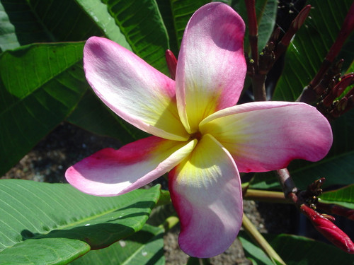 Chompoo Jack aka Delicato Plumeria Chompoo Jack aka Delicato Plumeria