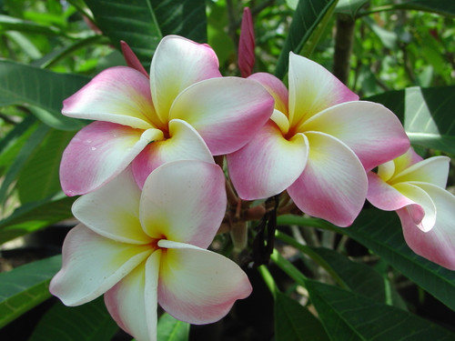 Church Ruffles Plumeria Church Ruffles Plumeria