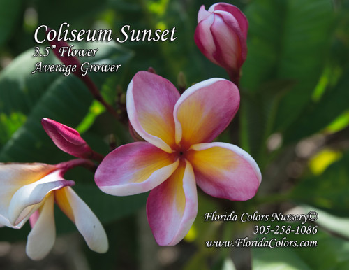 Coliseum Sunset Plumeria Coliseum Sunset Plumeria