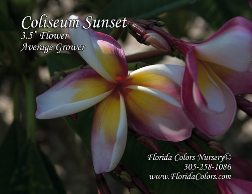 Coliseum Sunset Plumeria Coliseum Sunset Plumeria