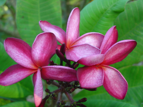 Kathleen Rose Plumeria Kathleen Rose Plumeria