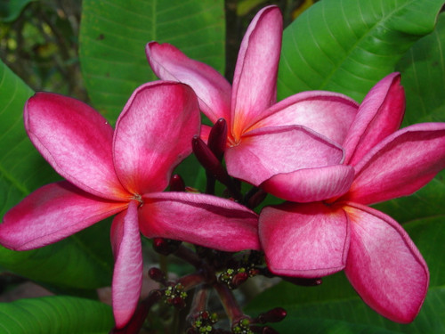 Kathleen Rose Plumeria Kathleen Rose Plumeria