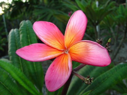 Peace aka Loi Kratong Plumeria Peace aka Loi Kratong Plumeria