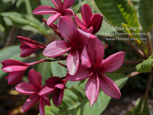 Maya Sangre Plumeria Maya Sangre Plumeria