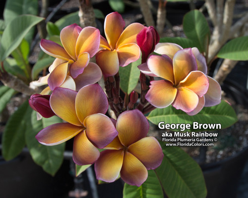 Musk Rainbow aka George Brown Plumeria Musk Rainbow aka George Brown Plumeria