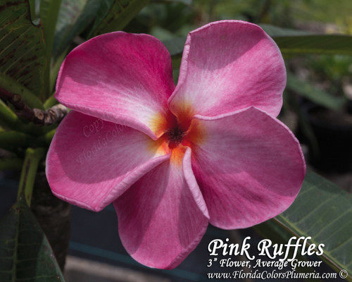 Pink Ruffles Plumeria Pink Ruffles Plumeria