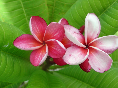 Star Ruby Plumeria Star Ruby Plumeria