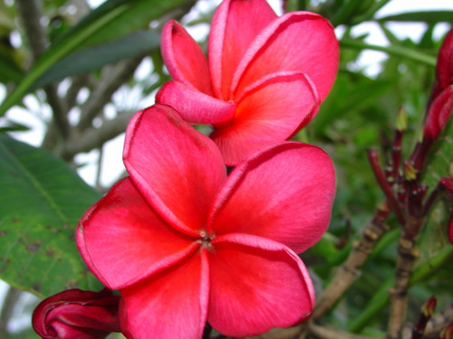 University Cherry Pink Plumeria University Cherry Pink Plumeria