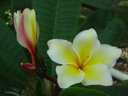 Vishanu Gold Plumeria Vishanu Gold Plumeria