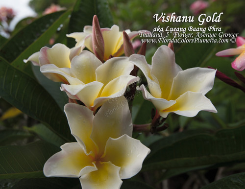 Vishanu Gold Plumeria Vishanu Gold Plumeria