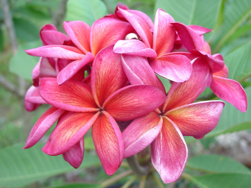 Kelly Moragne aka Morange 106 Plumeria Kelly Moragne aka Morange 106 Plumeria