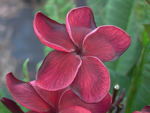 Black Tiger aka Dragon Heart Plumeria Black Tiger aka Dragon Heart Plumeria