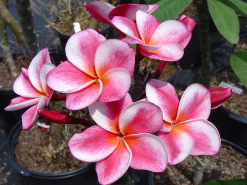 Elsie Plumeria Elsie Plumeria