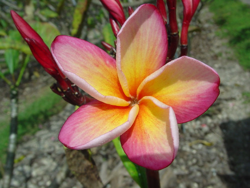 Father Damien Plumeria Father Damien Plumeria