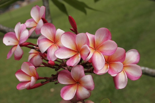 Guillot Sunset Plumeria Guillot Sunset Plumeria